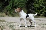 PARSON RUSSEL TERRIER 099